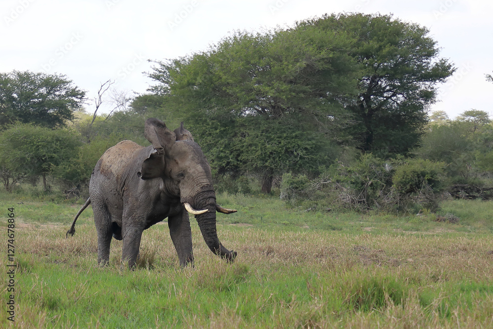Fototapeta premium Afrikanischer Elefant im Schlamm / African elephant in the mud / Loxodonta africana