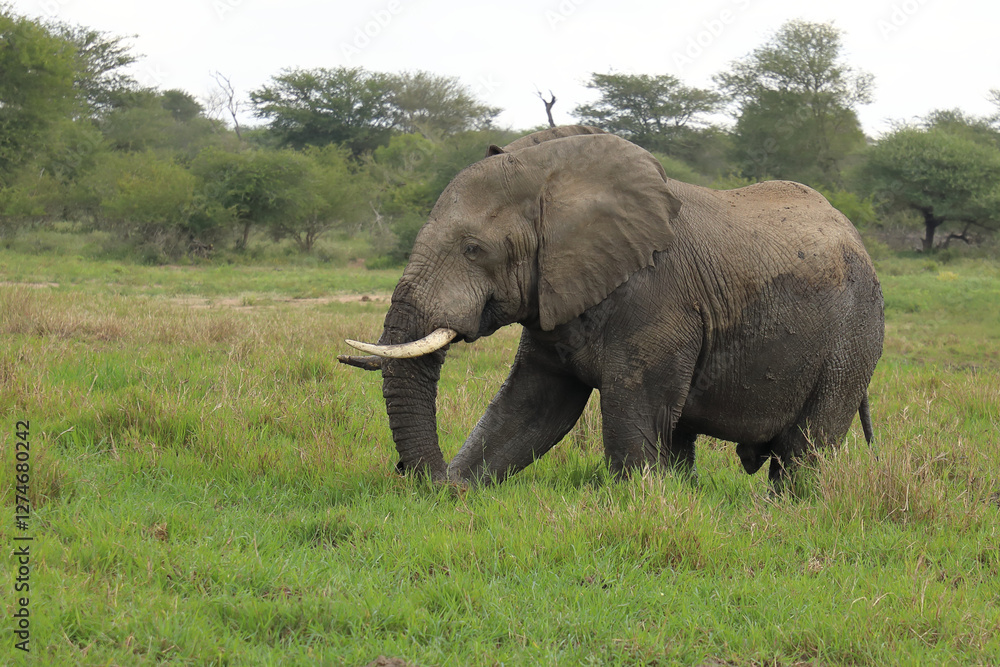 Fototapeta premium Afrikanischer Elefant im Schlamm / African elephant in the mud / Loxodonta africana
