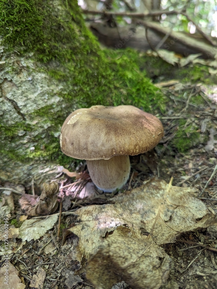 The Boletus reticulatus mushroom grows next to a mossy oak tree The Boletus reticulatus mushroom grows next to a mossy oak tree