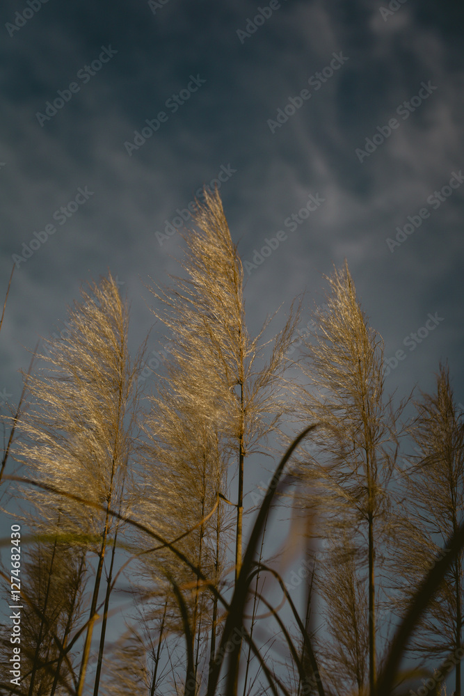 Pampas grass taken in Los Angeles, California Pampas grass taken in Los Angeles, California