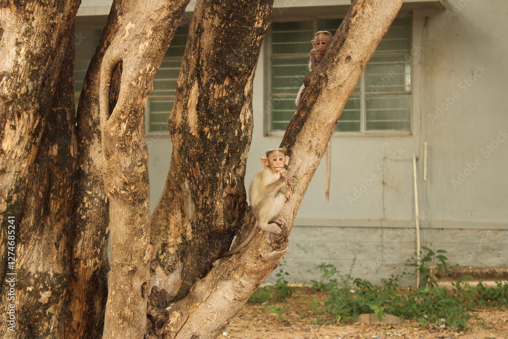 Naklejka premium Monkeys inside a building