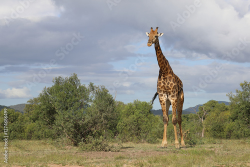 Photography Giraffe / Giraffe / Giraffa camelopardalis