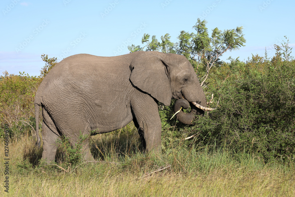 Obraz premium Afrikanischer Elefant / African elephant / Loxodonta africana