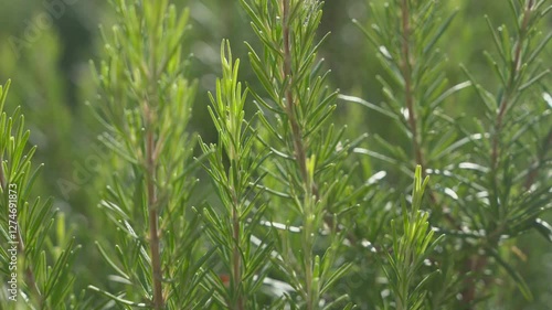 rosemary in a Mediterranean garden on a sunny day