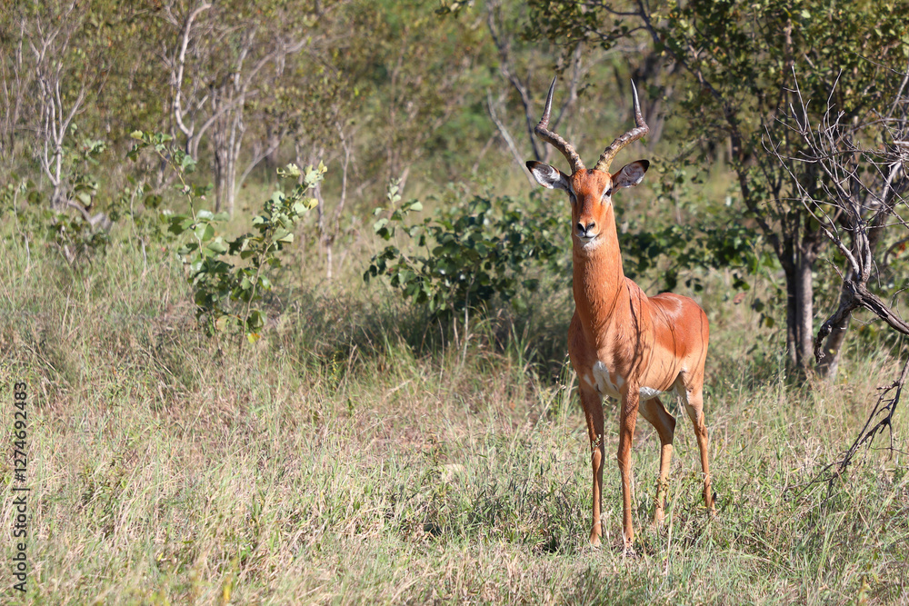 Fototapeta premium Schwarzfersenantilope / Impala / Aepyceros melampus