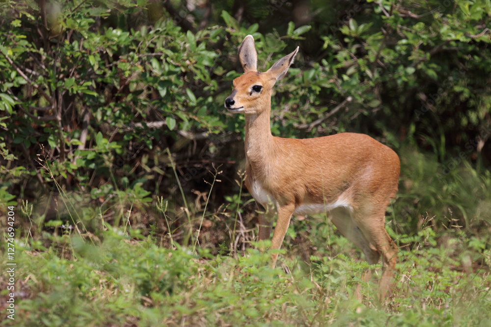 Afrikanischer Steinbock / Steenbok / Raphicerus campestris Afrikanischer Steinbock / Steenbok / Raphicerus campestris