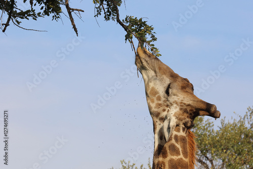 Canvas Print Giraffe / Giraffe / Giraffa camelopardalis