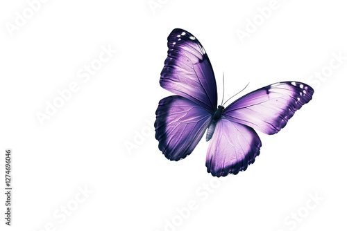 A delicate purple butterfly gracefully resting against a pristine white background in soft light isolated on transparent background
