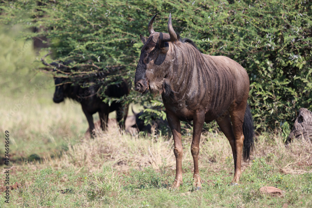 Streifengnu / Blue wildebeest / Connochaetes taurinus Streifengnu / Blue wildebeest / Connochaetes taurinus