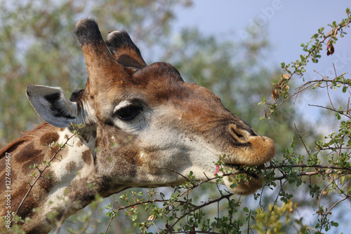 Canvas Print Giraffe / Giraffe / Giraffa camelopardalis