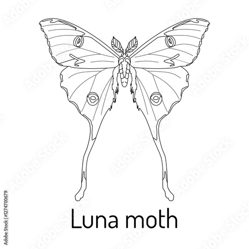 Black and white line drawing of a Luna moth with detailed wing patterns. Ideal for coloring books, nature-themed designs, tattoos, and educational projects.