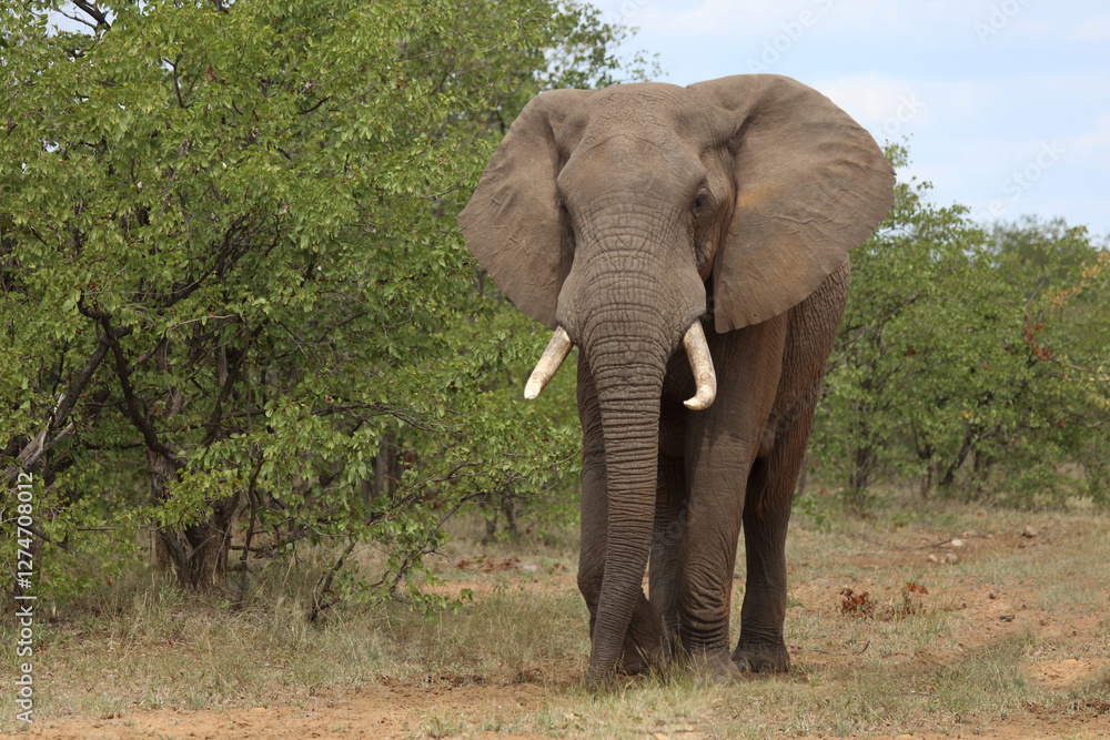 Fototapeta premium Afrikanischer Elefant / African elephant / Loxodonta africana