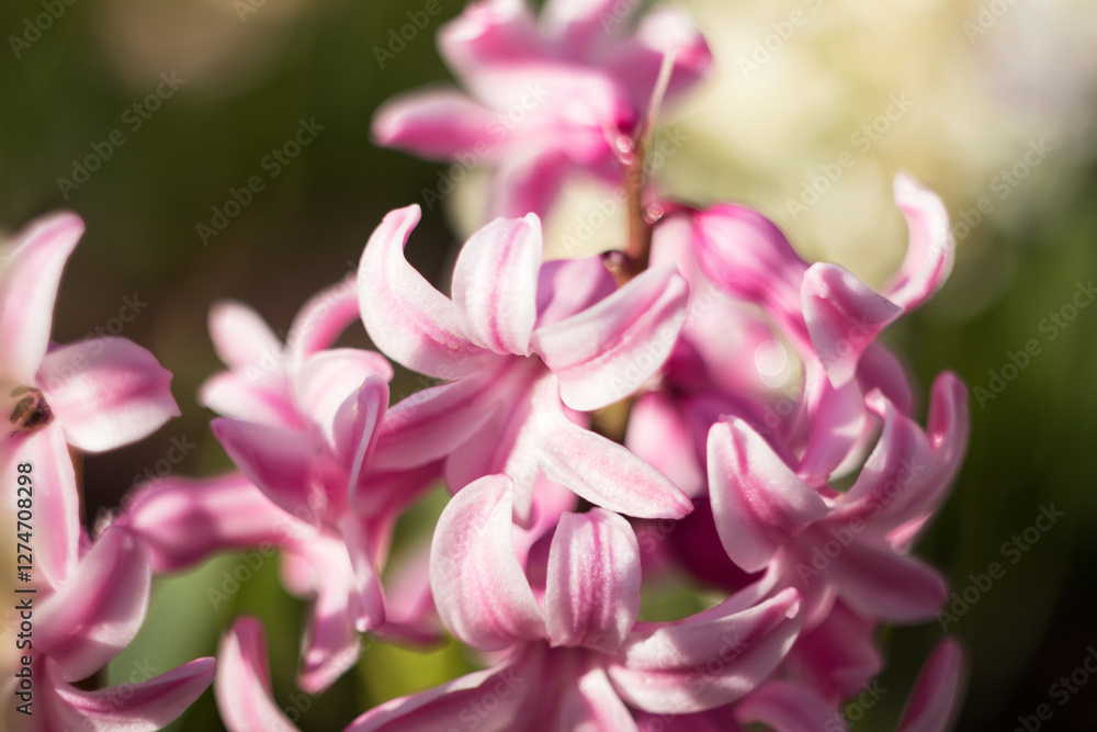 Fototapeta premium Blurred macro background: pink hyacinth blooming. Spring tenderness abstraction