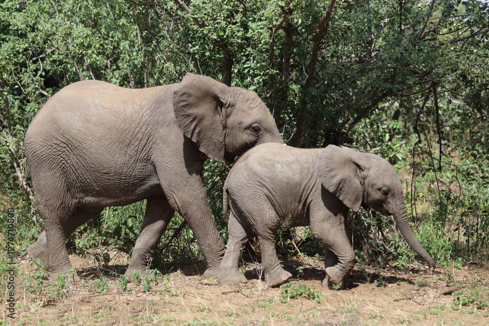 Fototapeta premium Afrikanischer Elefant / African elephant / Loxodonta africana