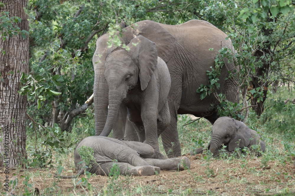 Fototapeta premium Afrikanischer Elefant / African elephant / Loxodonta africana