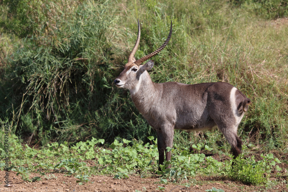 Wasserbock / Waterbuck / Kobus ellipsiprymnus Wasserbock / Waterbuck / Kobus ellipsiprymnus
