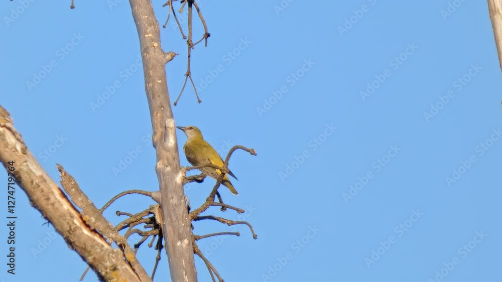Eurasian golden oriole bird (Oriolus oriolus) preens feathers on dead branch against blue sky Eurasian golden oriole bird (Oriolus oriolus) preens feathers on dead branch against blue sky