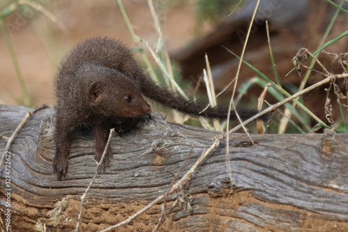 Südliche Zwergmanguste / Dwarf mongoose / Helogale parvula. photo