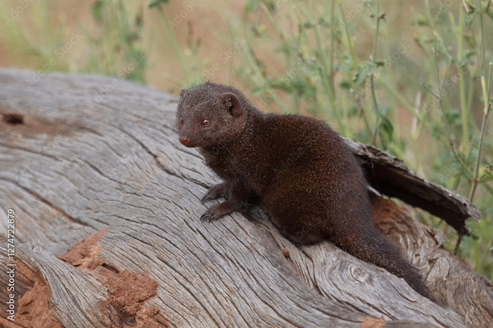 Südliche Zwergmanguste / Dwarf mongoose / Helogale parvula Südliche Zwergmanguste / Dwarf mongoose / Helogale parvula