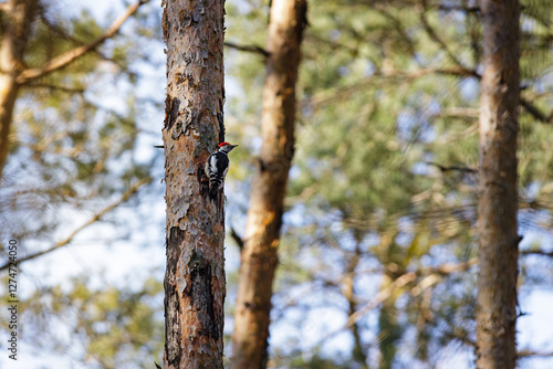 Middle spotted woodpecker (Dendrocoptes medius) sitting on the pine tree photo