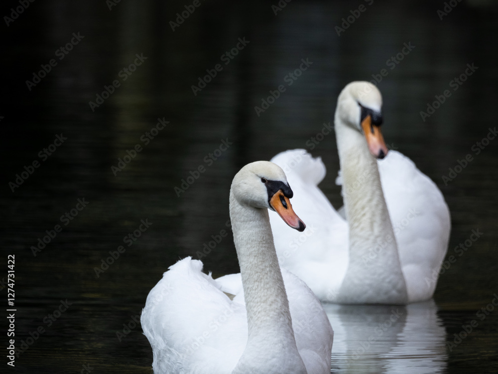 Obraz premium Two swans on the lake