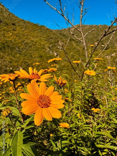 Flowers in the mountain on a beautiful sunny day