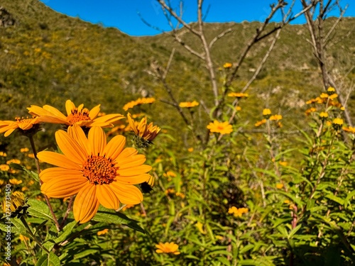 Flowers in the mountain on a beautiful sunny day
