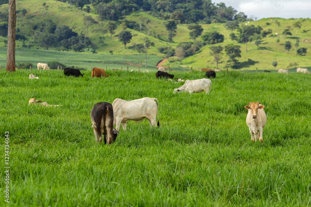 Fototapeta premium Uma paisagem campestre com rebanho de gado bovino no pasto verde e fresco.