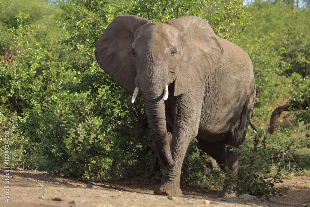 Fototapeta premium Afrikanischer Elefant / African elephant / Loxodonta africana