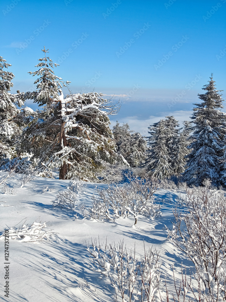 Fototapeta premium Winter Landscape of Vitosha Mountain, Bulgaria