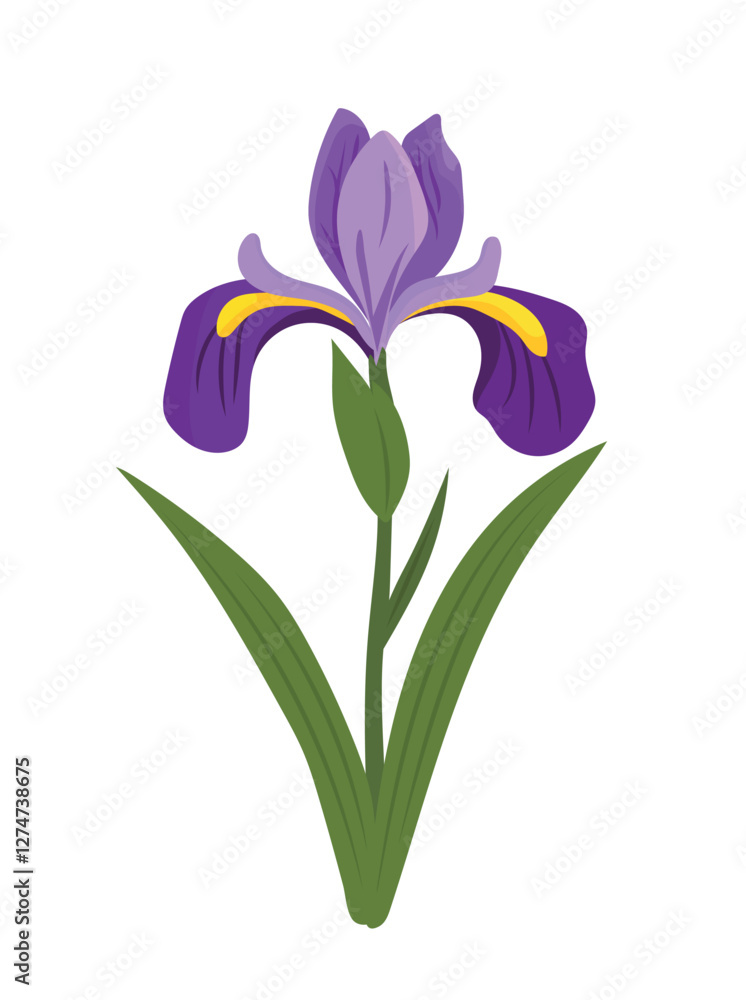 Fototapeta premium Iris flower. Vector clipart illustration on isolated background.