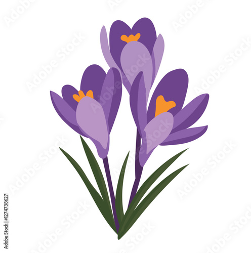 Crocus flower. Vector clipart illustration on isolated background.