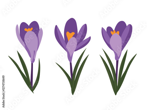 Crocus flower. Vector clipart illustration on isolated background.