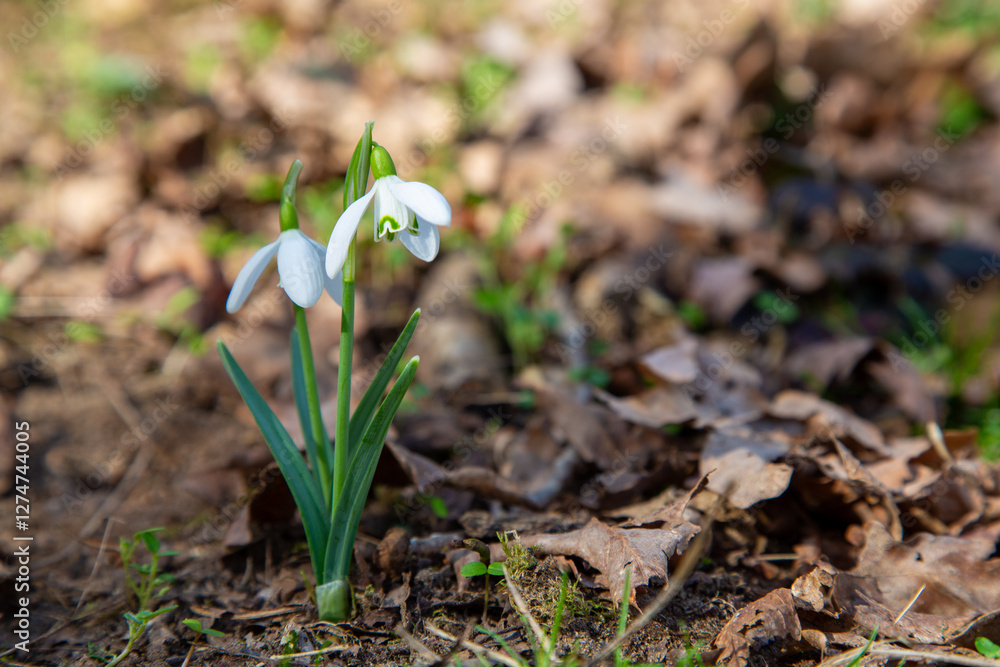 Φωτογραφία Solitary snowdrop (Galanthus nivalis) blooming in soft morning light among last season autumn leaves
