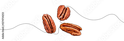 Three pecan nuts connected by a thin artistic line, featuring a hand-drawn style with rich brown tones. Vector illustration