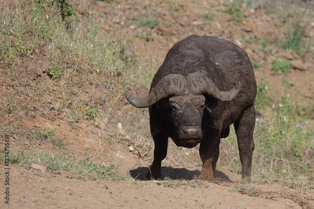 Fototapeta premium Kaffernbüffel / African buffalo / Syncerus caffer