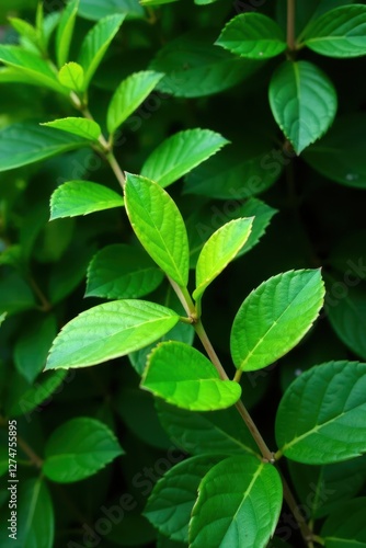 Wallpaper Mural Foliage of Schleichera oleosa with varying shades of green, plant life, Torontodigital.ca
