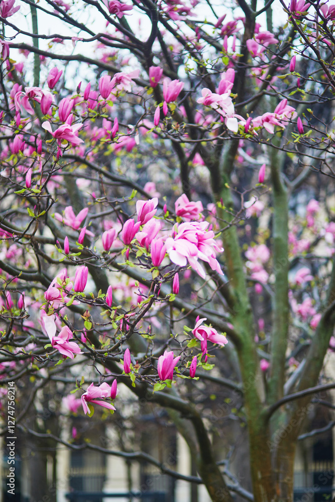 Pink magnolia tree flowers on a spring rainy day in Paris, France Pink magnolia tree flowers on a spring rainy day in Paris, France