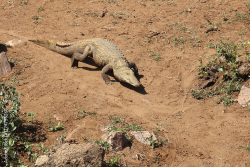 Nilkrokodil / Nile crocodile / Crocodylus niloticus photo