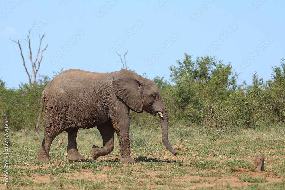Fototapeta premium Afrikanischer Elefant / African elephant / Loxodonta africana