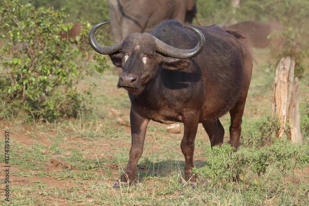 Kaffernbüffel / African buffalo / Syncerus caffer Kaffernbüffel / African buffalo / Syncerus caffer