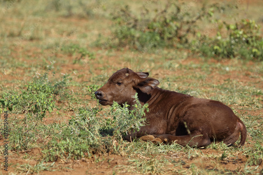 Kaffernbüffel / African buffalo / Syncerus caffer. Kaffernbüffel / African buffalo / Syncerus caffer.