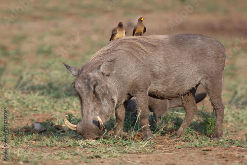 Warzenschwein und Gelbschnabel-Madenhacker / Warthog and Yellow-billed oxpecker / Phacochoerus africanus et Buphagus africanus.... photo