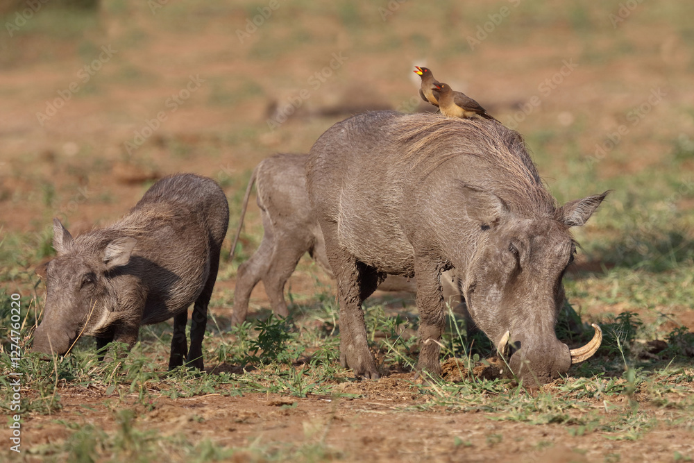 Warzenschwein und Gelbschnabel-Madenhacker / Warthog and Yellow-billed oxpecker / Phacochoerus africanus et Buphagus africanus..... Warzenschwein und Gelbschnabel-Madenhacker / Warthog and Yellow-billed oxpecker / Phacochoerus africanus et Buphagus africanus.....