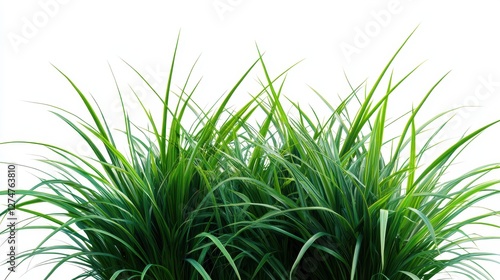 Lush green grass blades on white background showcasing fresh nature and growth