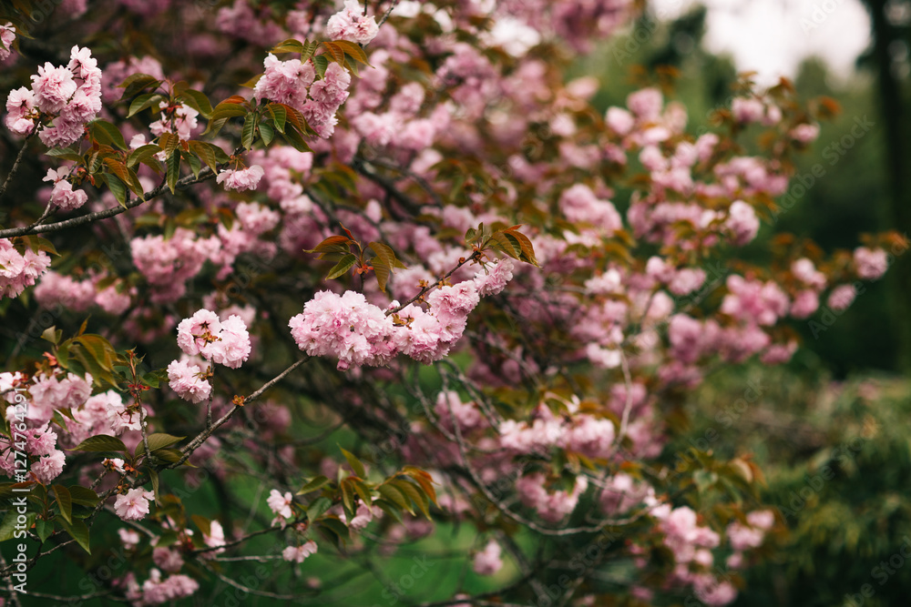Pink cherry blossoms in bloom with soft focus background Pink cherry blossoms in bloom with soft focus background