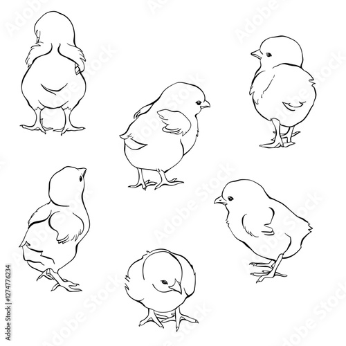  Baby Chicks Line Art Hand Drawn Vector Illustration Fine Line Elements