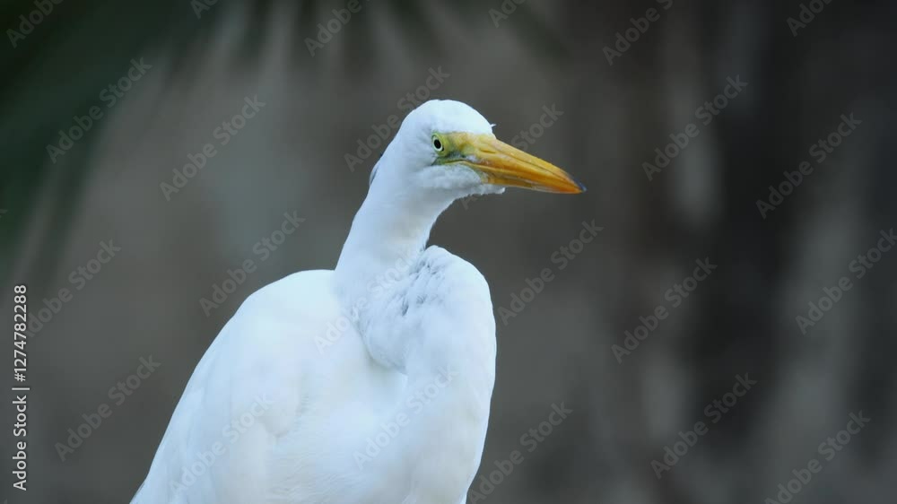 closeup of the Great Egret