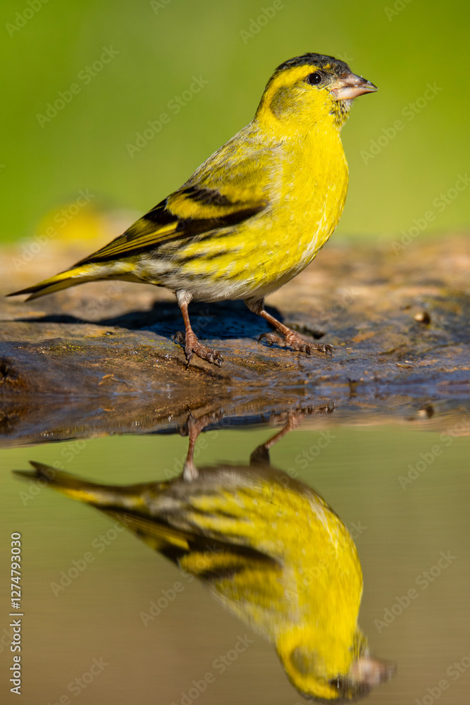 Eurasian siskin perched by water reflecting its vibrant plumage Eurasian siskin perched by water reflecting its vibrant plumage