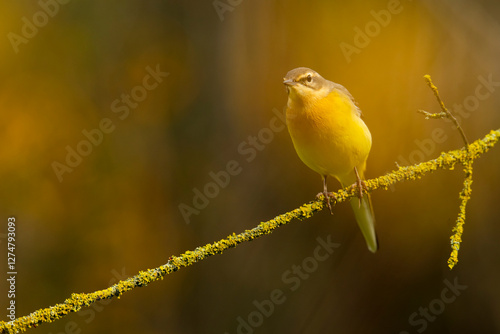 Grey wagtail perched peacefully on mossy branch